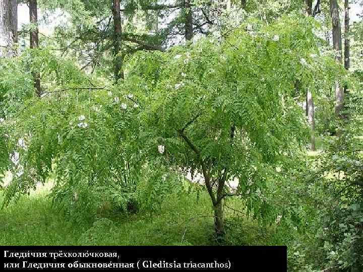 Гледи чия трёхколю чковая, или Гледичия обыкнове нная ( Gleditsia triacanthos) 