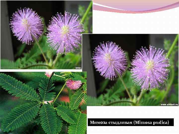 Мимоза стыдливая (Mimosa pudica) 