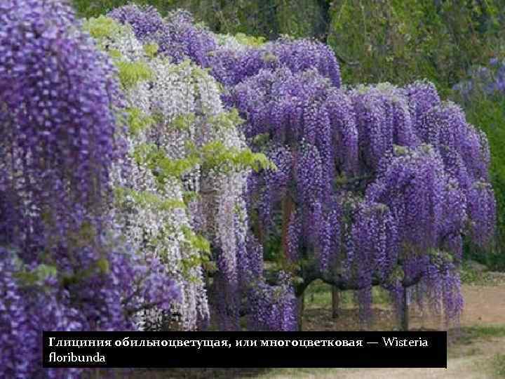 Глициния обильноцветущая, или многоцветковая — Wisteria floribunda 