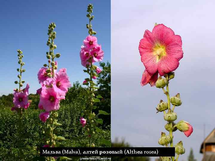 Мальва (Malva), алтей розовый (Althea rosea) 