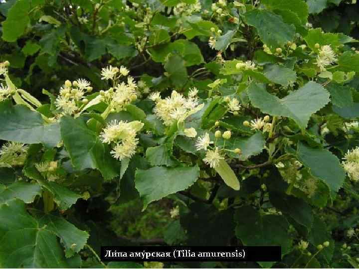 Ли па аму рская (Tilia amurensis) 