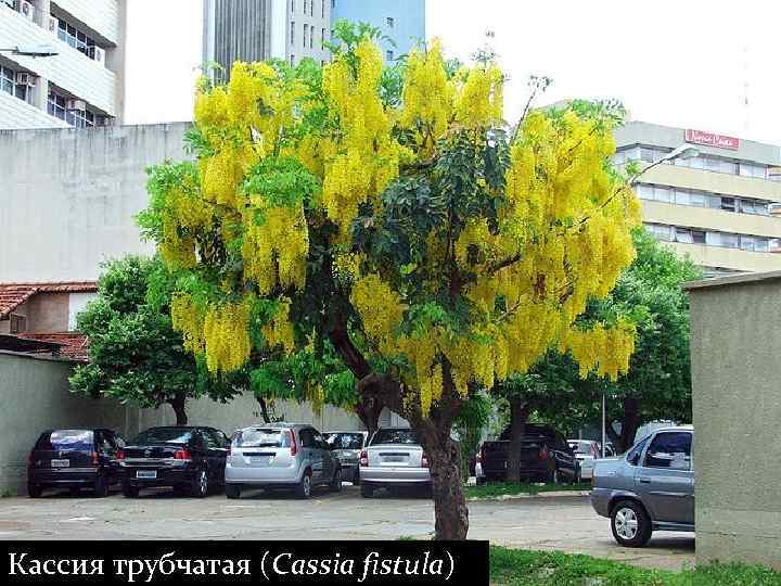 Кассия трубчатая (Cassia fistula) 