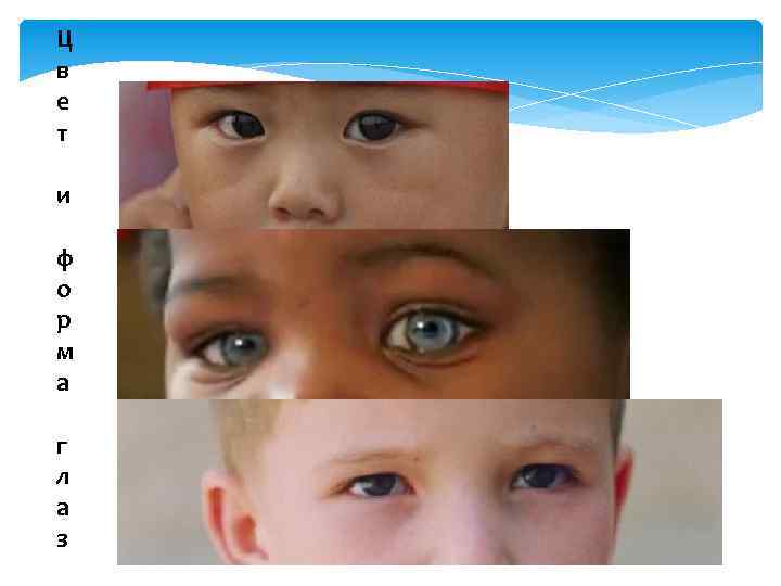Ц в е т и ф о р м а г л а з