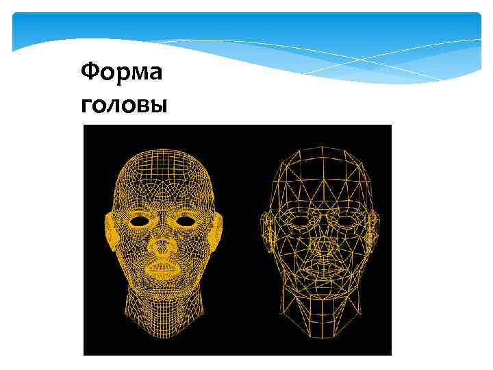 Форма головы 