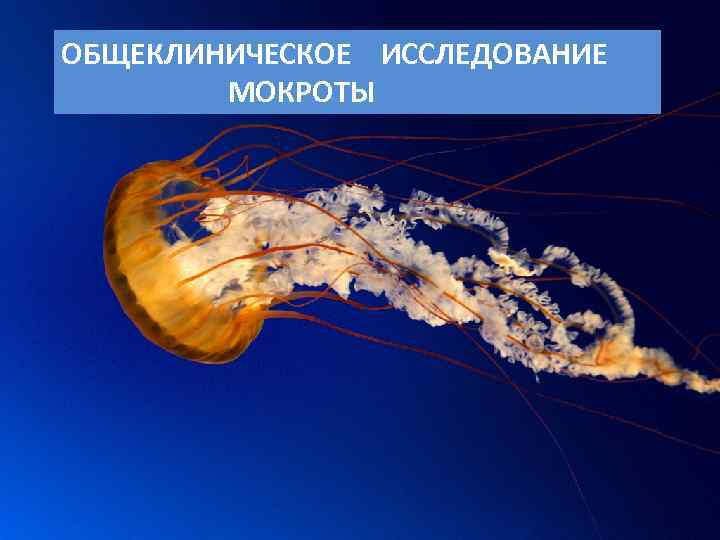 ОБЩЕКЛИНИЧЕСКОЕ ИССЛЕДОВАНИЕ МОКРОТЫ 