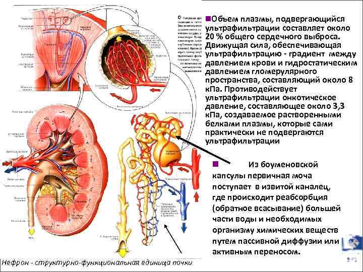 n. Объем плазмы, подвергающийся ультрафильтрации составляет около 20 % общего сердечного выброса. Движущая сила,