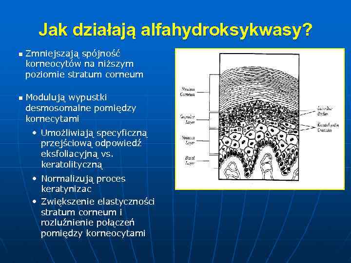 Jak działają alfahydroksykwasy? n n Zmniejszają spójność korneocytów na niższym poziomie stratum corneum Modulują