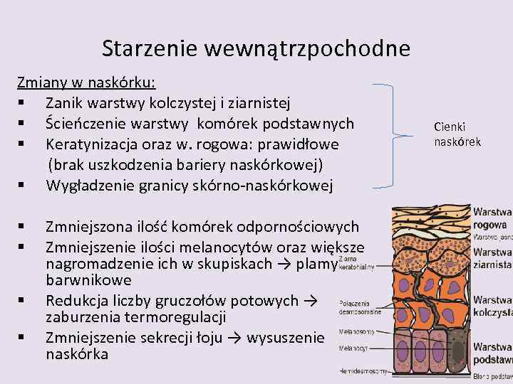 Starzenie wewnątrzpochodne Zmiany w naskórku: Zanik warstwy kolczystej i ziarnistej Ścieńczenie warstwy komórek podstawnych