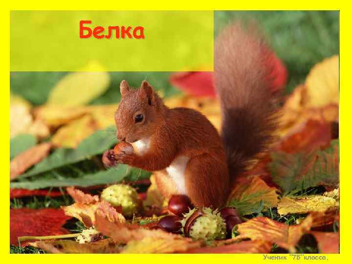 Белка Ученик ” 7 Б”класса. 