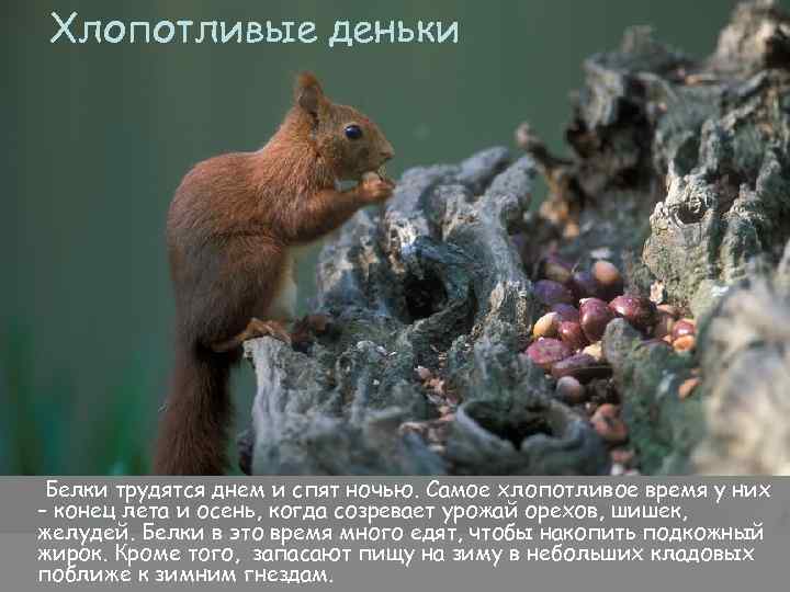Хлопотливые деньки Белки трудятся днем и спят ночью. Самое хлопотливое время у них –