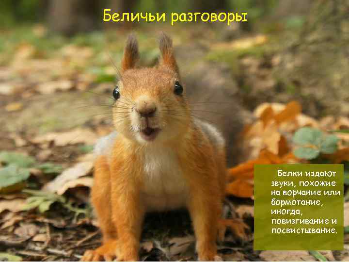 Беличьи разговоры Белки издают звуки, похожие на ворчание или бормотание, иногда, повизгивание и посвистывание.