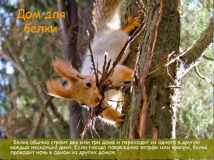 Дом для белки Белка обычно строит два или три дома и переходит из одного