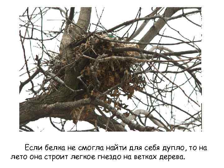 Если белка не смогла найти для себя дупло, то на лето она строит легкое