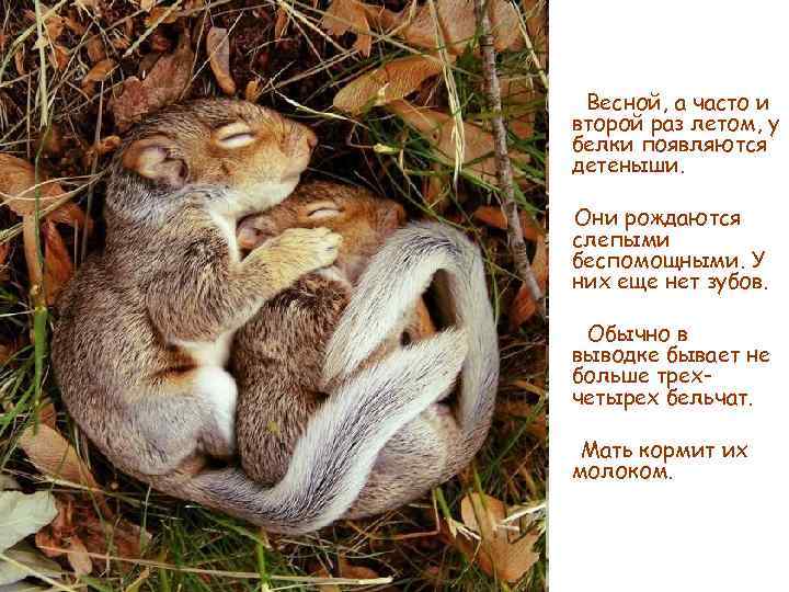 Весной, а часто и второй раз летом, у белки появляются детеныши. Они рождаются слепыми