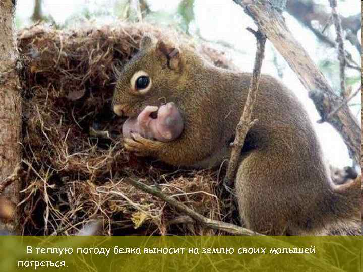 В теплую погоду белка выносит на землю своих малышей погреться. 