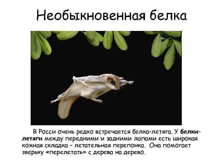 Необыкновенная белка В Росси очень редко встречается белка-летяга. У белкилетяги между передними и задними