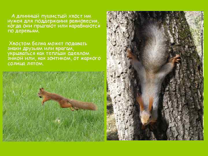 А длинный пушистый хвост им нужен для поддержания равновесия, когда они прыгают или карабкаются