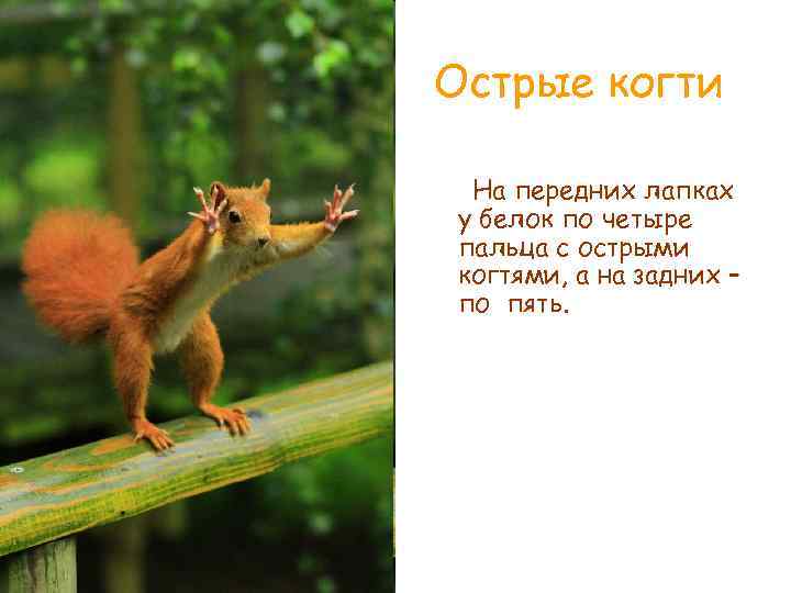 Острые когти На передних лапках у белок по четыре пальца с острыми когтями, а