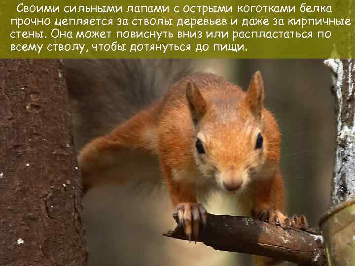 Своими сильными лапами с острыми коготками белка прочно цепляется за стволы деревьев и даже