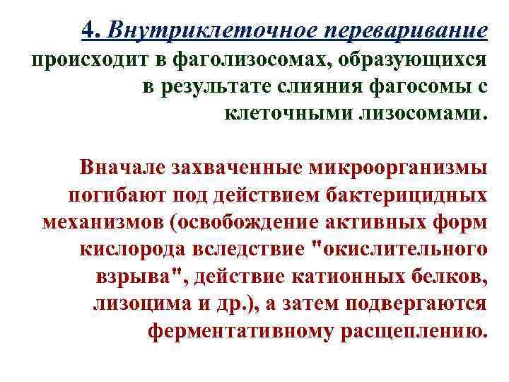 4. Внутриклеточное переваривание происходит в фаголизосомах, образующихся в результате слияния фагосомы с клеточными лизосомами.