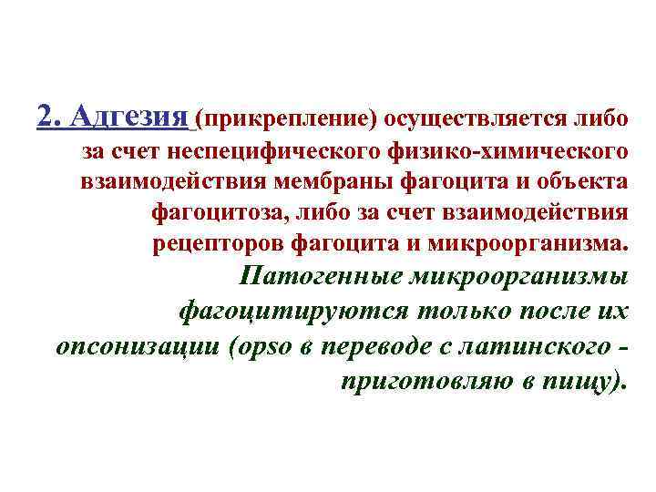 2. Адгезия (прикрепление) осуществляется либо за счет неспецифического физико-химического взаимодействия мембраны фагоцита и объекта