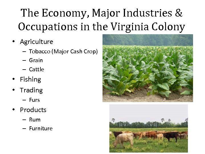 The Economy, Major Industries & Occupations in the Virginia Colony • Agriculture – Tobacco