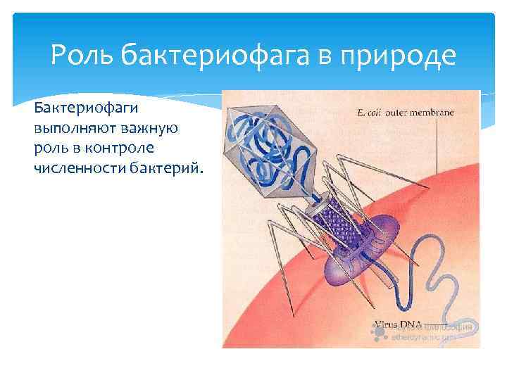 Роль бактериофага в природе Бактериофаги выполняют важную роль в контроле численности бактерий. 