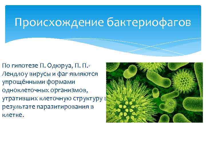 Происхождение бактериофагов По гипотезе П. Одюруа, П. П. Лендлоу вирусы и фаг являются упрощёнными