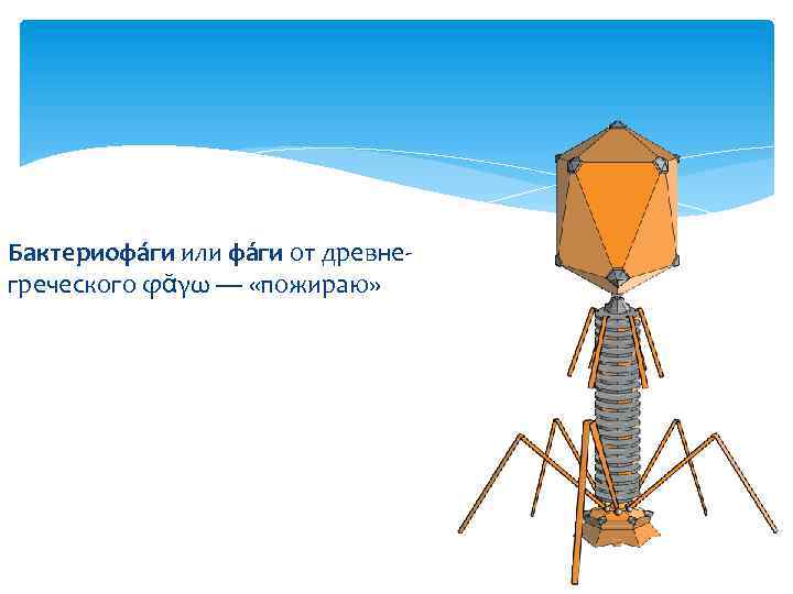 Бактериофа ги или фа ги от древнегреческого φᾰγω — «пожираю» 
