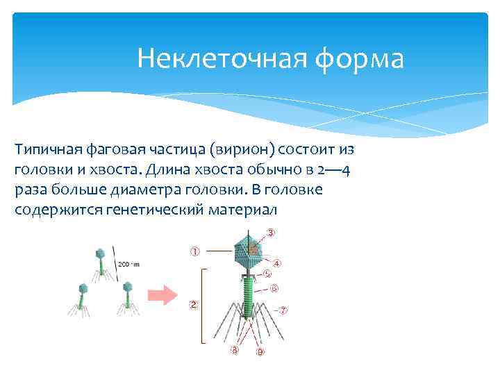 Неклеточная форма Типичная фаговая частица (вирион) состоит из головки и хвоста. Длина хвоста обычно