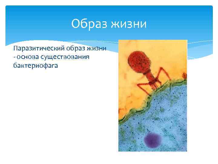 Образ жизни Паразитический образ жизни - основа существования бактериофага 