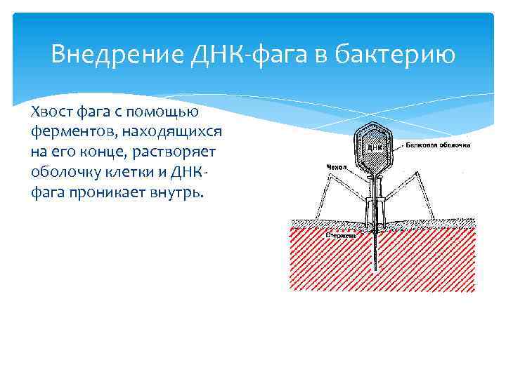 Внедрение ДНК-фага в бактерию Хвост фага с помощью ферментов, находящихся на его конце, растворяет