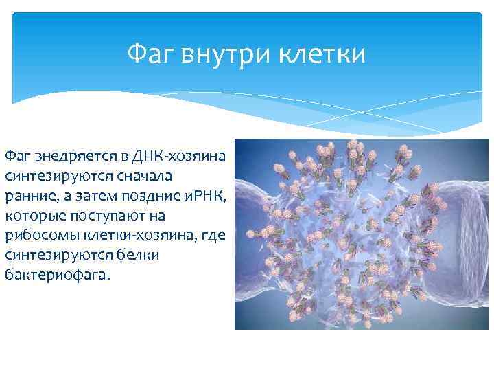 Фаг внутри клетки Фаг внедряется в ДНК-хозяина синтезируются сначала ранние, а затем поздние и.
