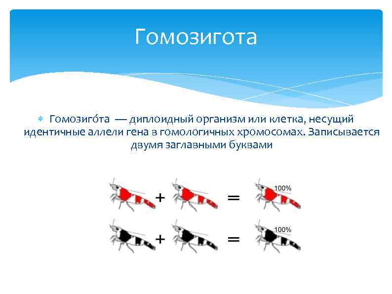 Появление новых аллелей генов