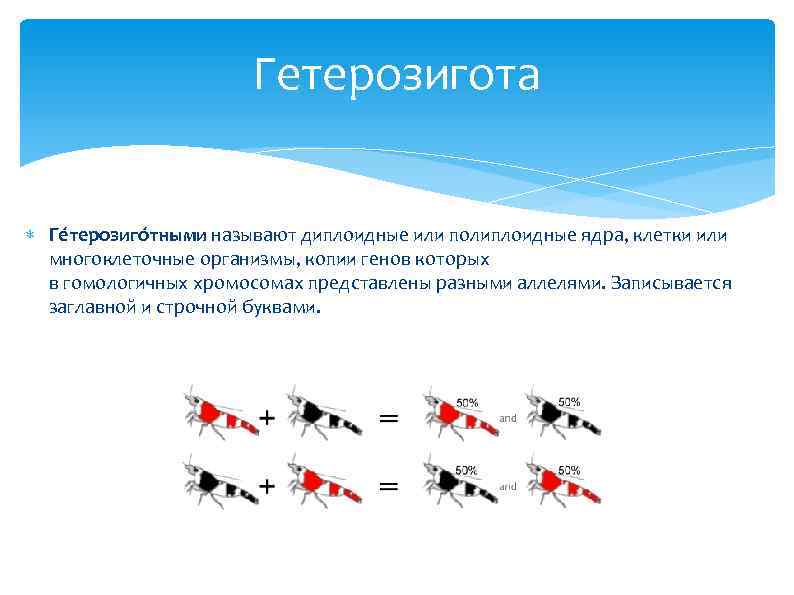 Гетерозигота Ге терозиго тными называют диплоидные или полиплоидные ядра, клетки или многоклеточные организмы, копии