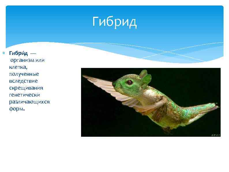 Гибрид Гибри д — организм или клетка, полученные вследствие скрещивания генетически различающихся форм. 