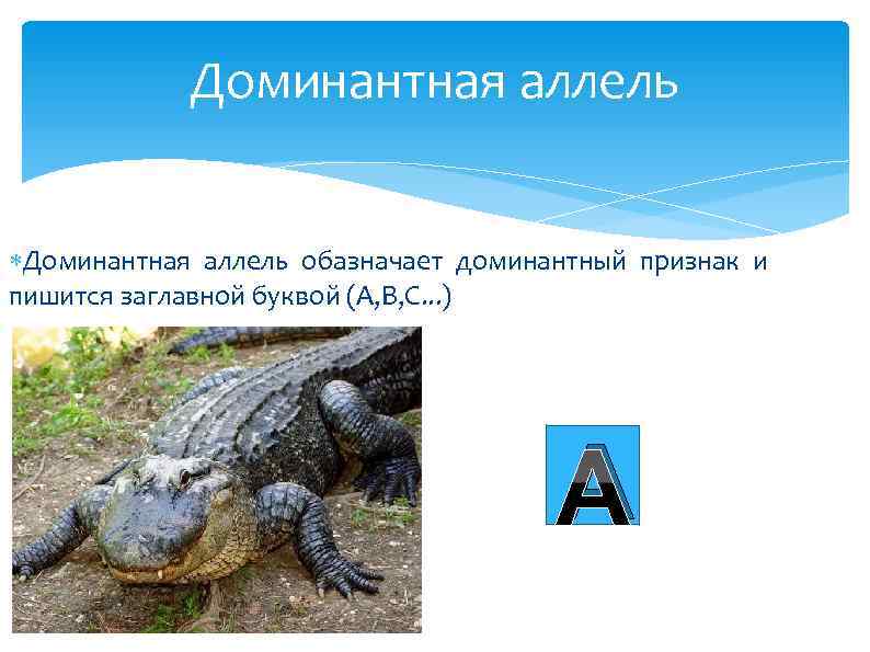 Доминантная аллель обазначает доминантный признак и пишится заглавной буквой (A, B, C. . .