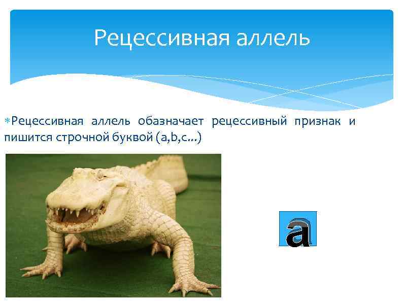 Рецессивная аллель обазначает рецессивный признак и пишится строчной буквой (a, b, c. . .