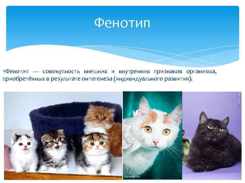 Фенотип — совокупность внешних и внутренних признаков организма, приобретённых в результате онтогенеза (индивидуального развития).