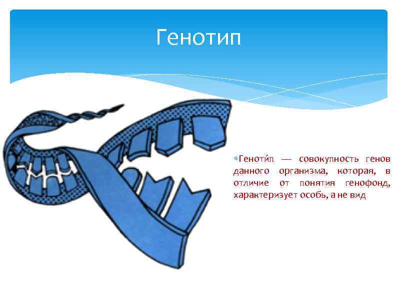 Генотип Геноти п — совокупность генов данного организма, которая, в отличие от понятия генофонд,