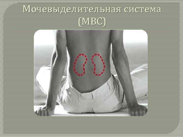 Мочевыделительная система (МВС) 