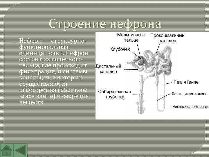 Почечное тельце состоит из