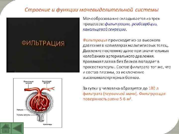 Рассмотрите схему мочевыделительной системы