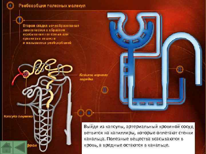Выйдя из капсулы, артериальный кровяной сосуд ветвится на капилляры, которые оплетают стенки канальца. Полезные
