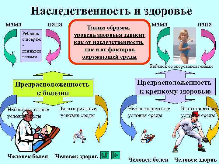 Наследственность и здоровье мама папа Ребенок с повреж денными генами Таким образом, уровень здоровья