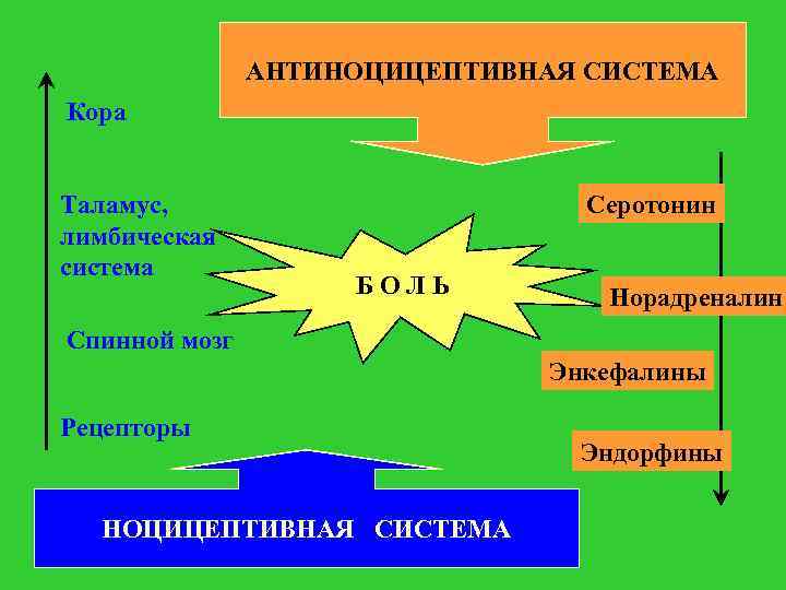 АНТИНОЦИЦЕПТИВНАЯ СИСТЕМА Кора Таламус, лимбическая система Серотонин БОЛЬ Норадреналин Спинной мозг Энкефалины Рецепторы НОЦИЦЕПТИВНАЯ