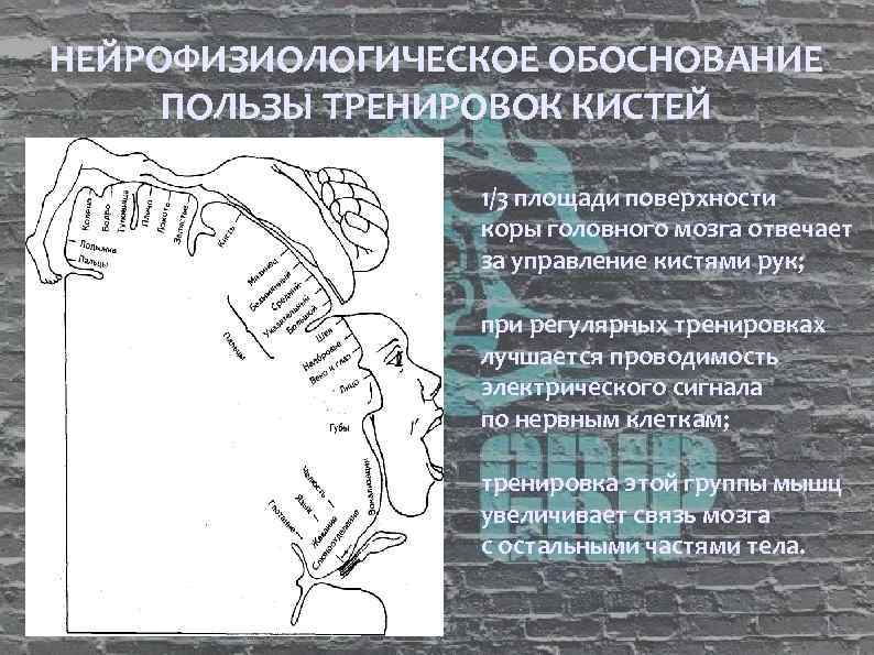 НЕЙРОФИЗИОЛОГИЧЕСКОЕ ОБОСНОВАНИЕ ПОЛЬЗЫ ТРЕНИРОВОК КИСТЕЙ 1/3 площади поверхности коры головного мозга отвечает за управление