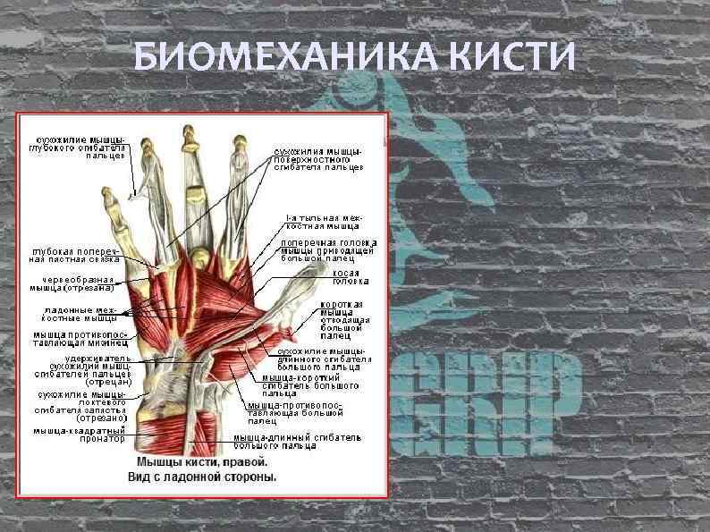 БИОМЕХАНИКА КИСТИ 