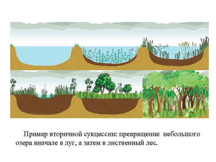 Пример вторичной сукцессии: превращение небольшого озера вначале в луг, а затем в лиственный лес.