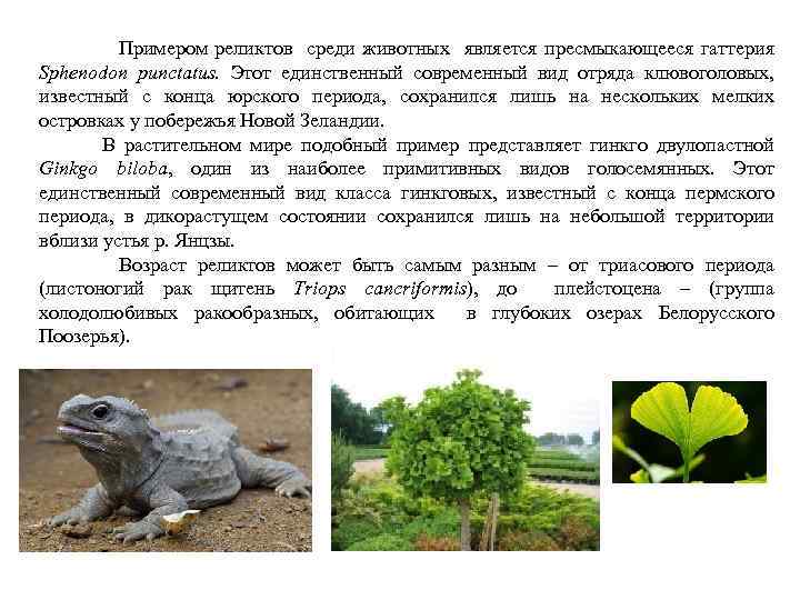  Примером реликтов среди животных является пресмыкающееся гаттерия Sphenodon punctatus. Этот единственный современный вид